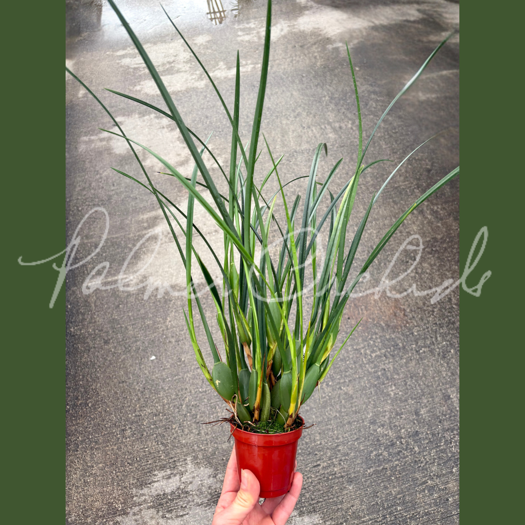 Maxillaria tenuifolia.png