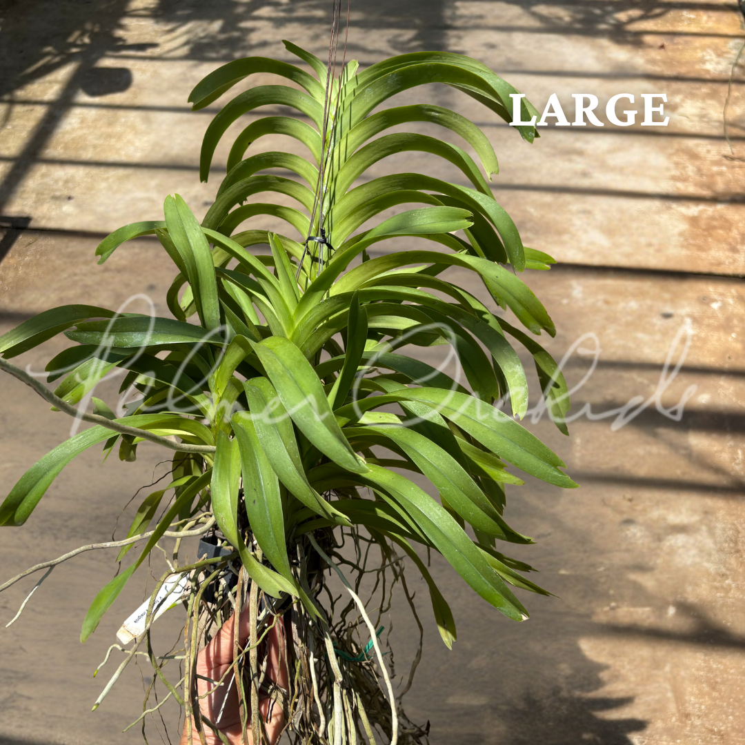 Vanda foetida 2.png