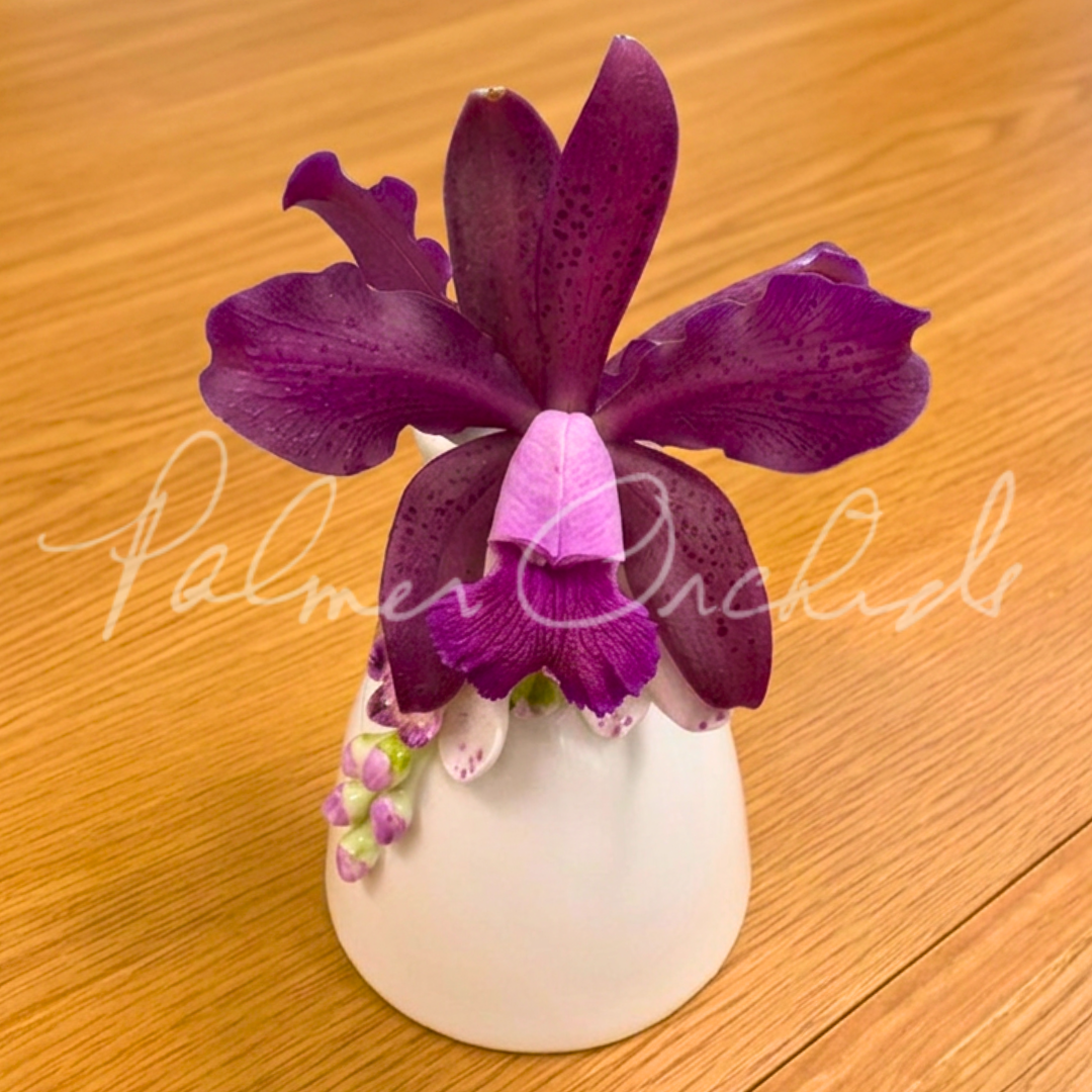 C. Maui Plum 'Volcano Queen' Palmer Orchids - 3.png