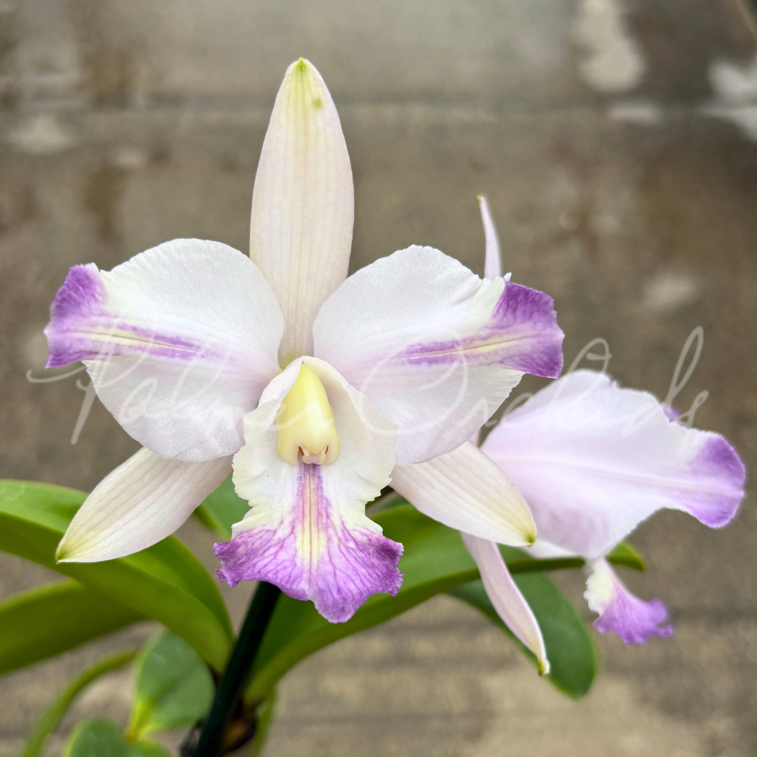 Cattleya Brazilian Star 'Chief' - Palmer Orchids 3.png
