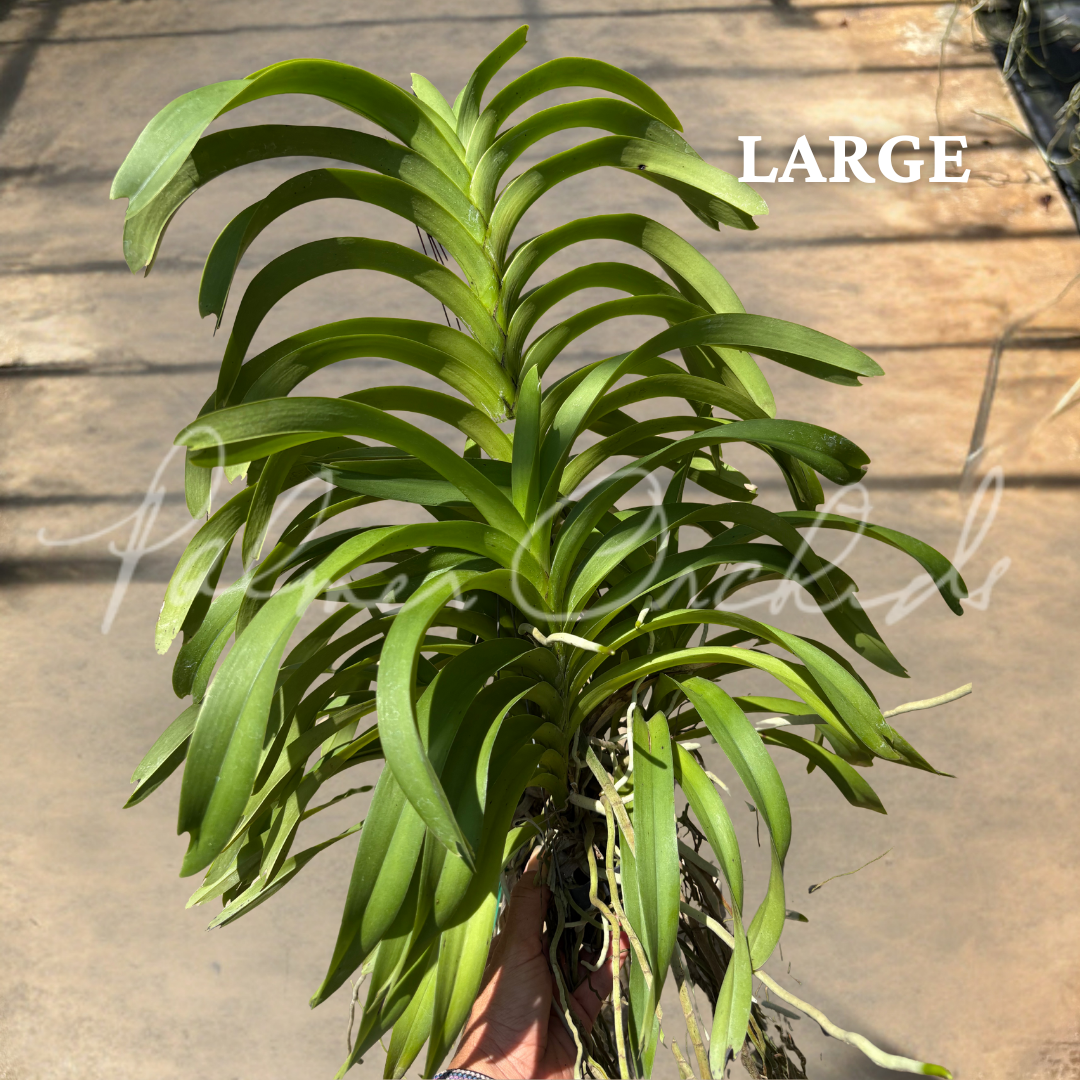 Vanda foetida 1.png