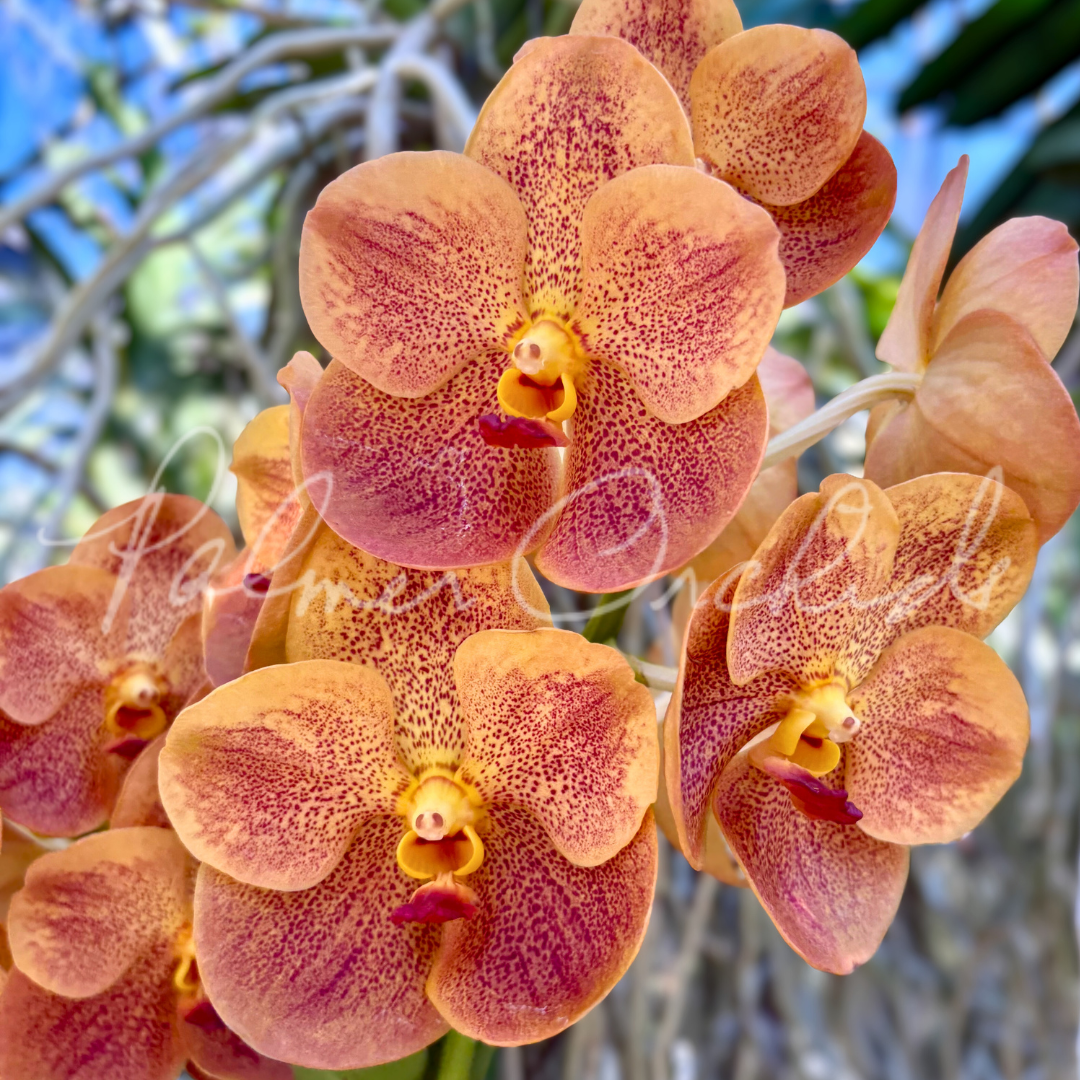 Vanda Sonia Daccach No 502 2.png