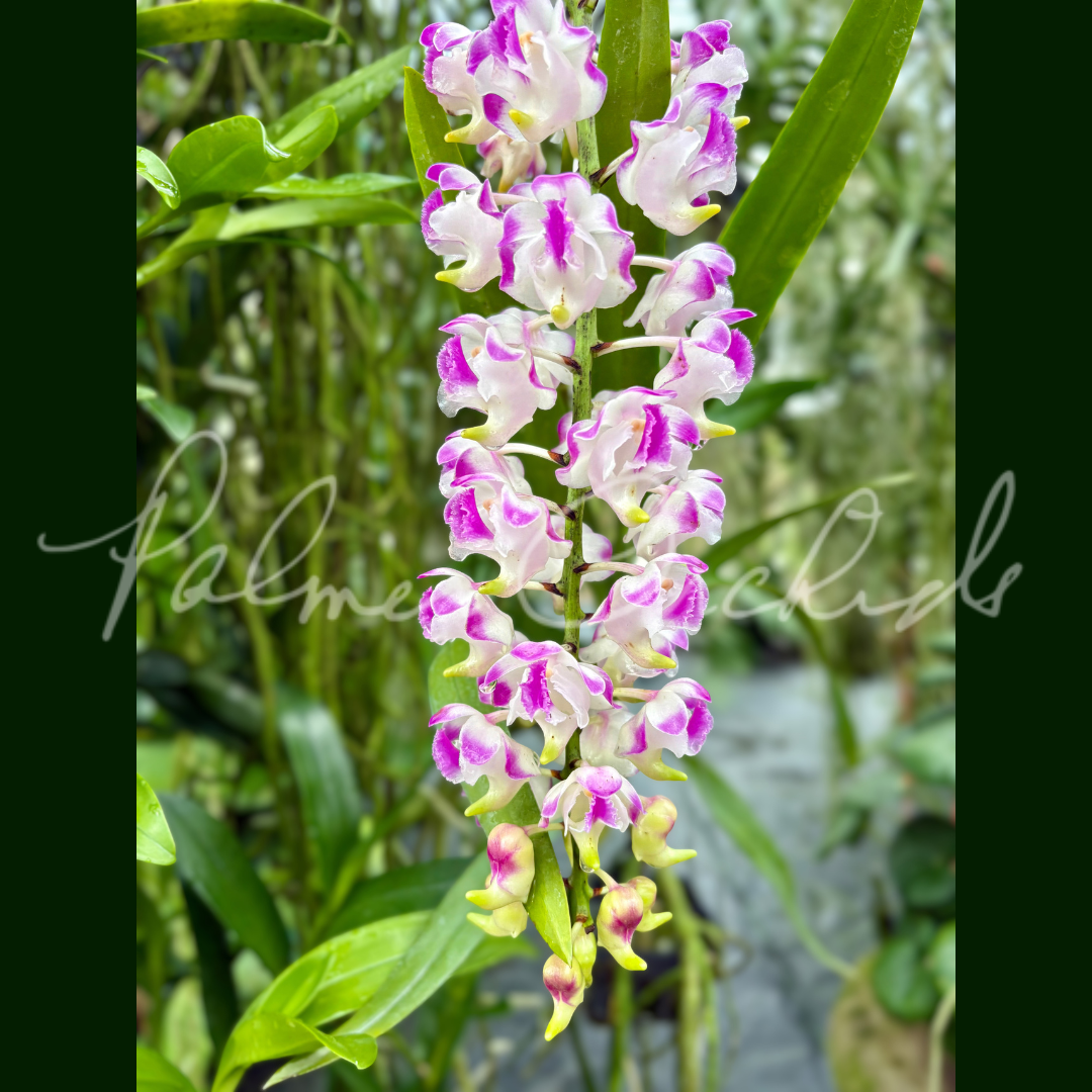 Aerides lawrenceae Palmer Orchids 4.png