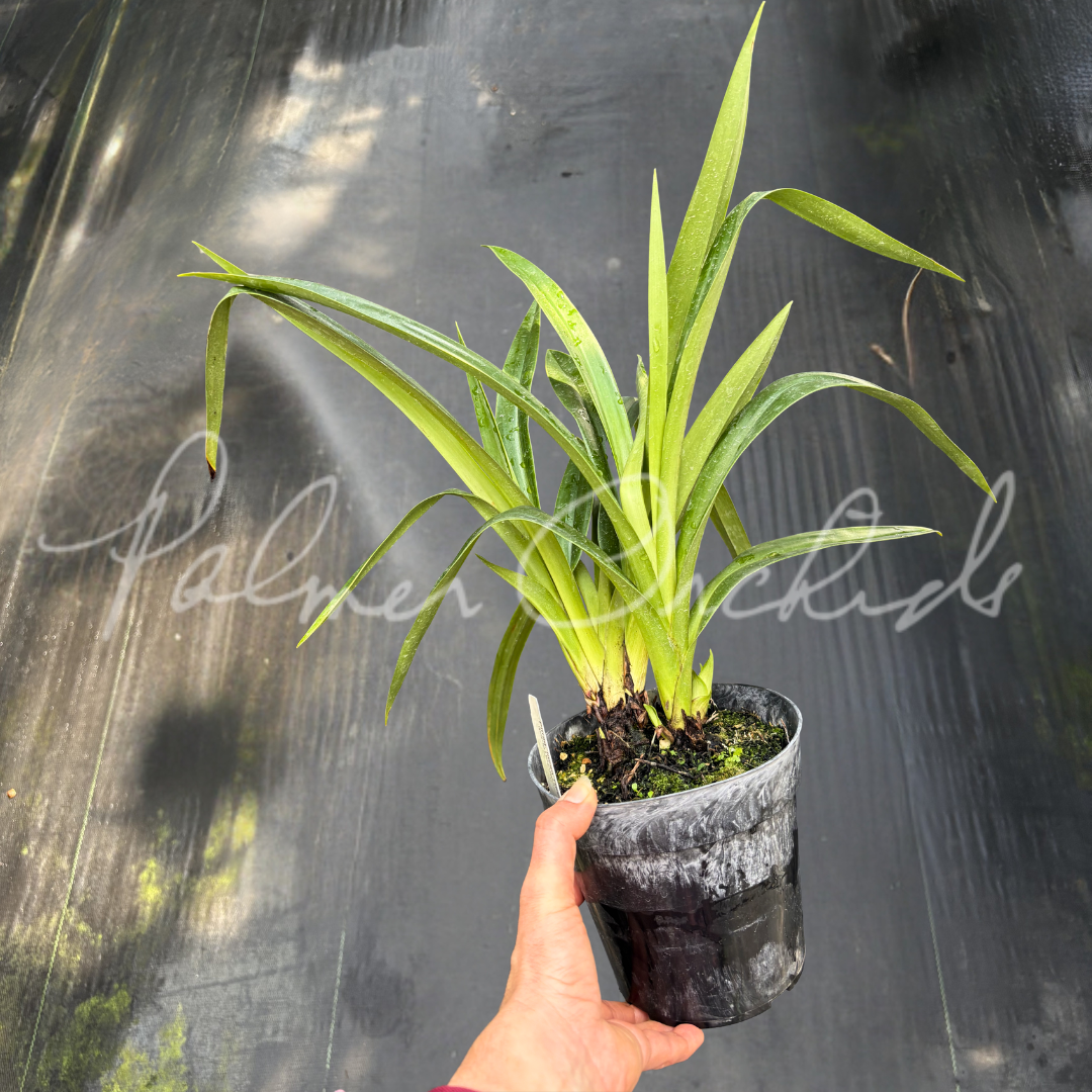 Phrag. Incan Treasure 3.png