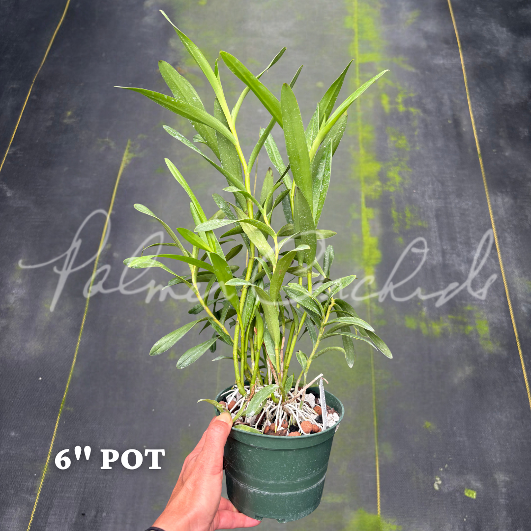 Epi. schomburgkii Epi. macrocarpum Palmer Orchids.png