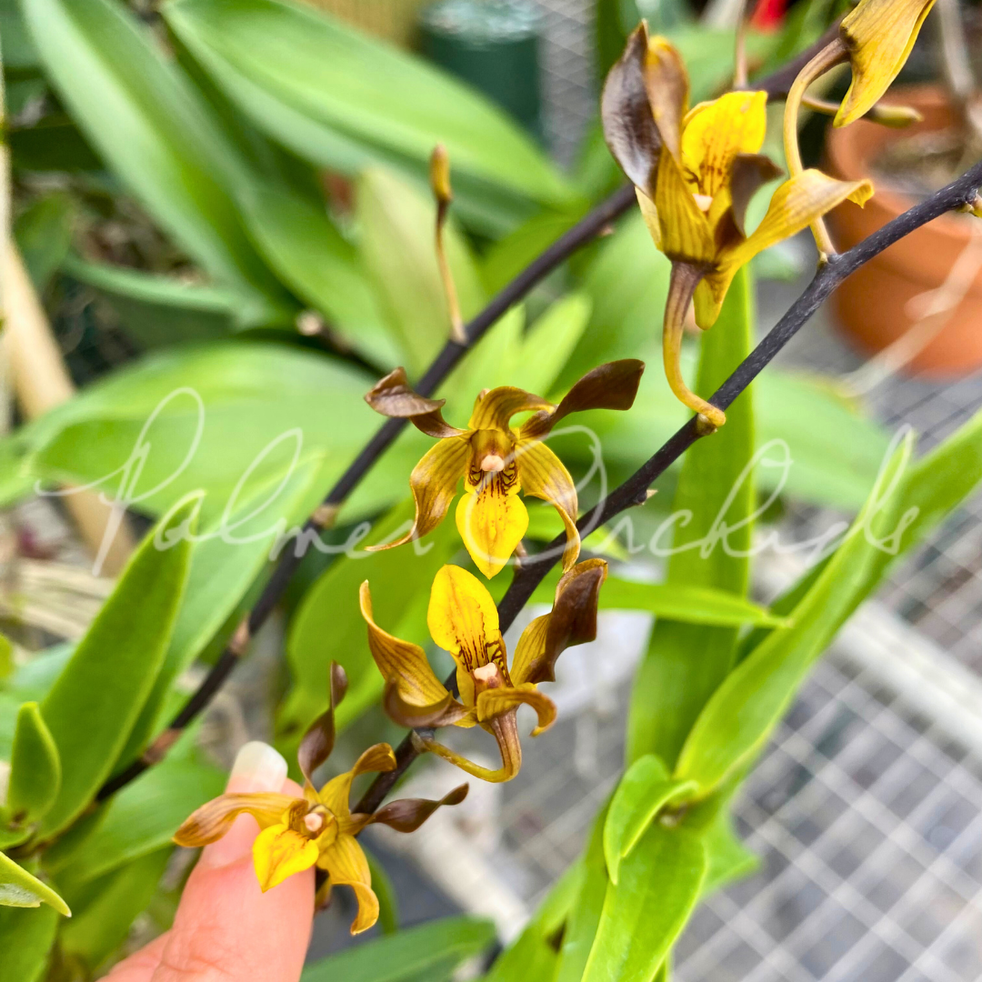 Den. Quintals Touch (Den. Touch of Gold x Dendrobium johannis)