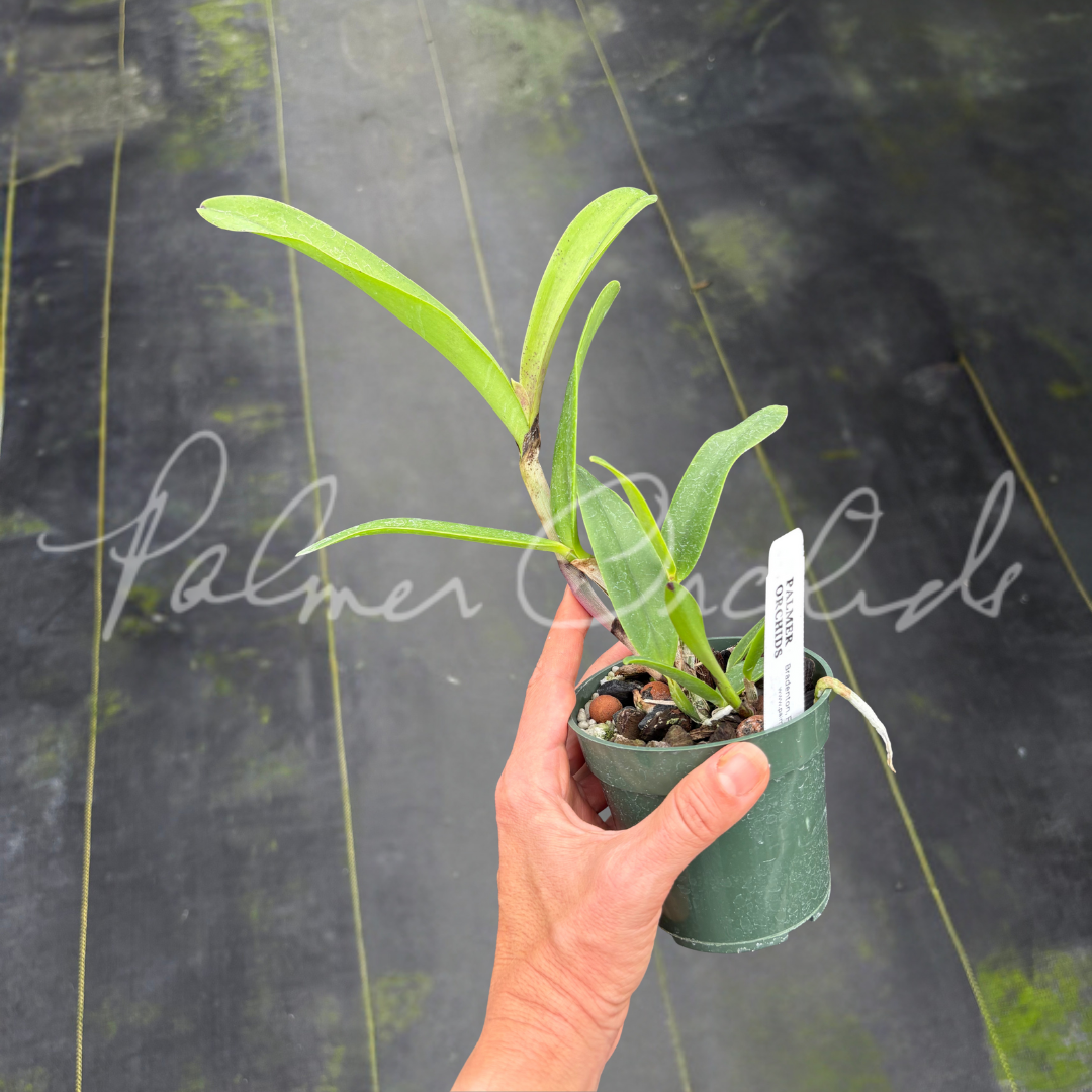 Cattleya Summer Spot-Small World
