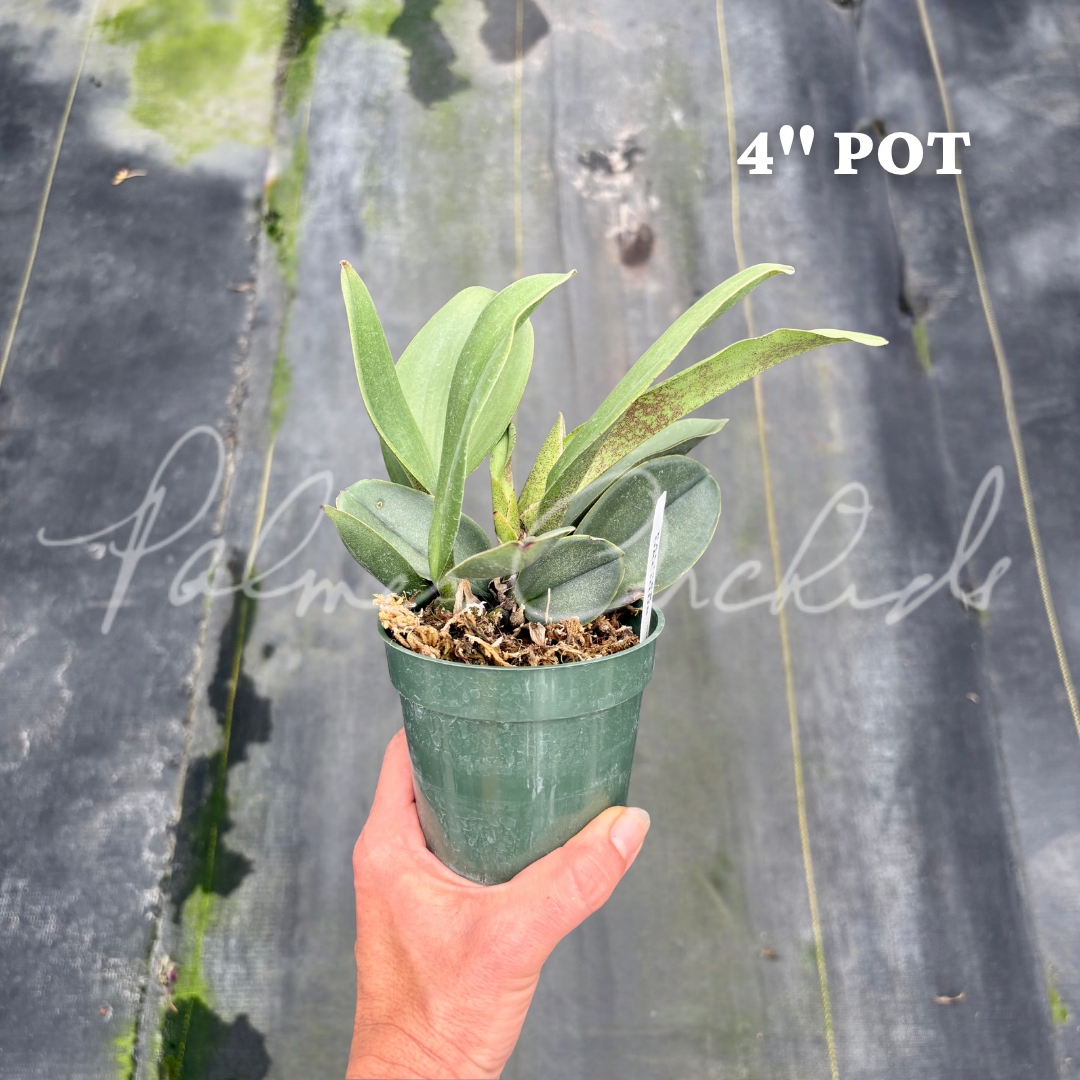 Pyp. Mariposa Palmer Orchids 2.png