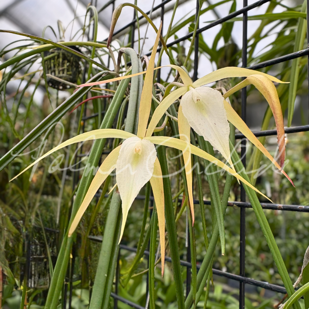 Brassavola SVO Crazyarachno (Brassavola perrinii × Brassavola appendiculata) 1.png