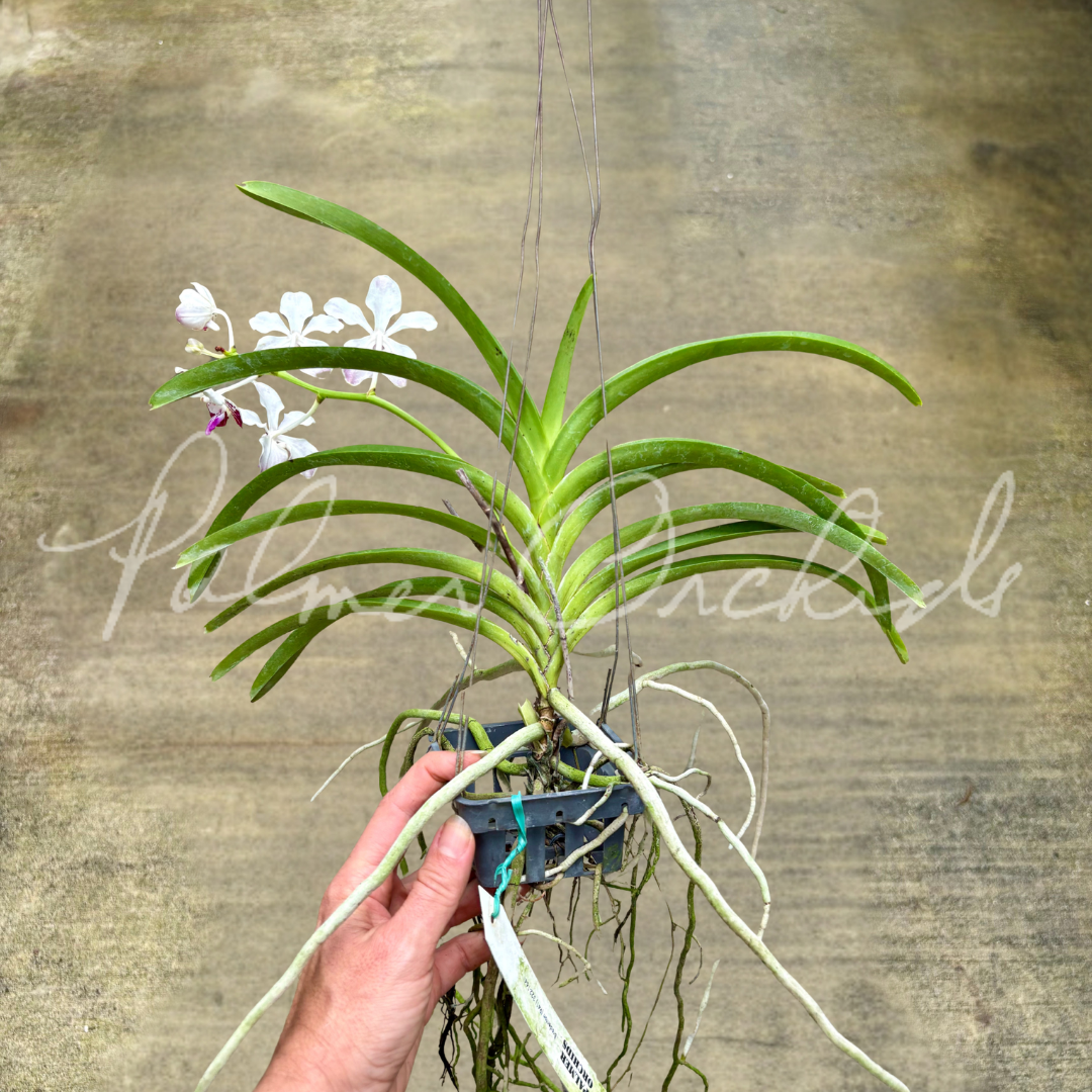 Vanda Saidah Nafisah 10.png