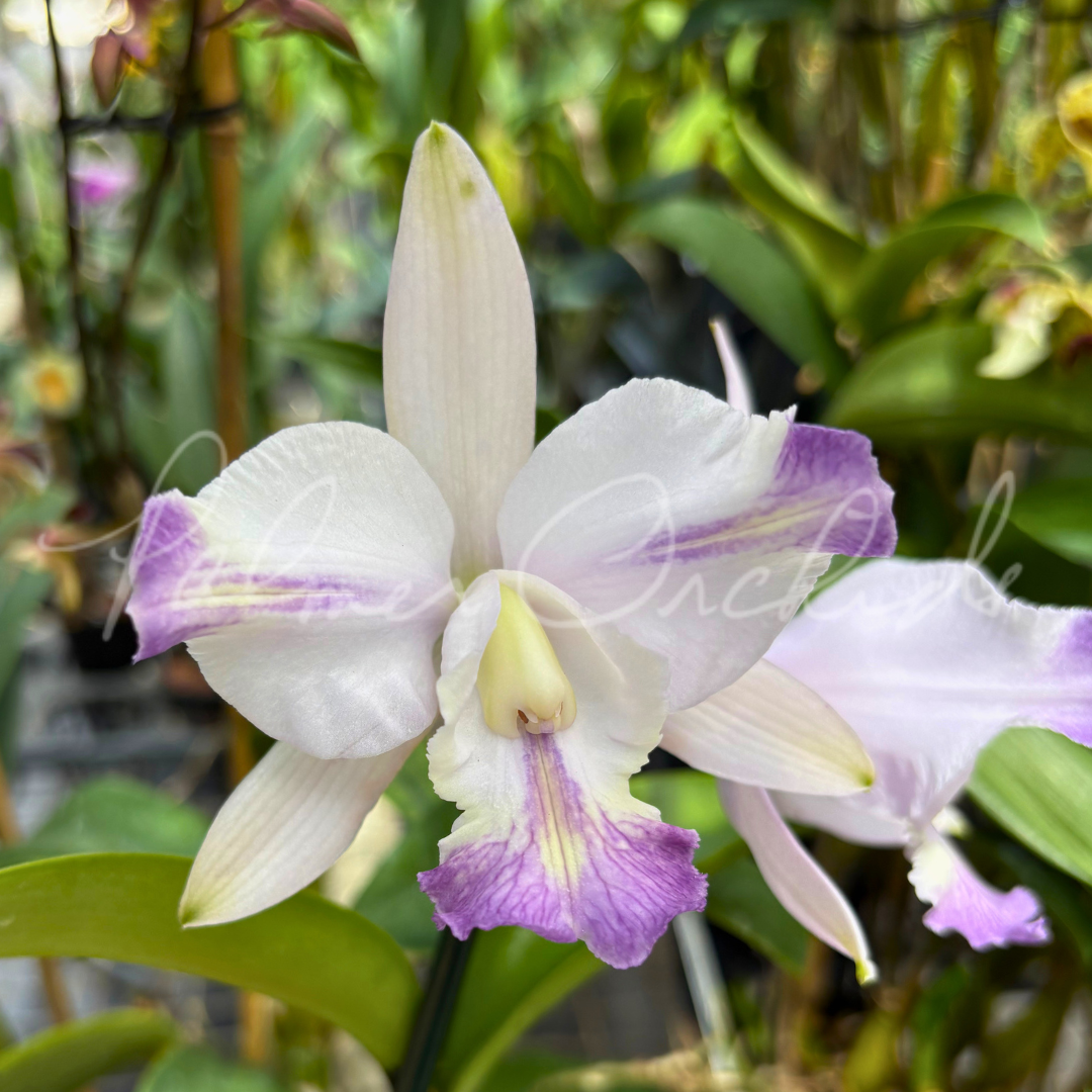 Cattleya Brazilian Star