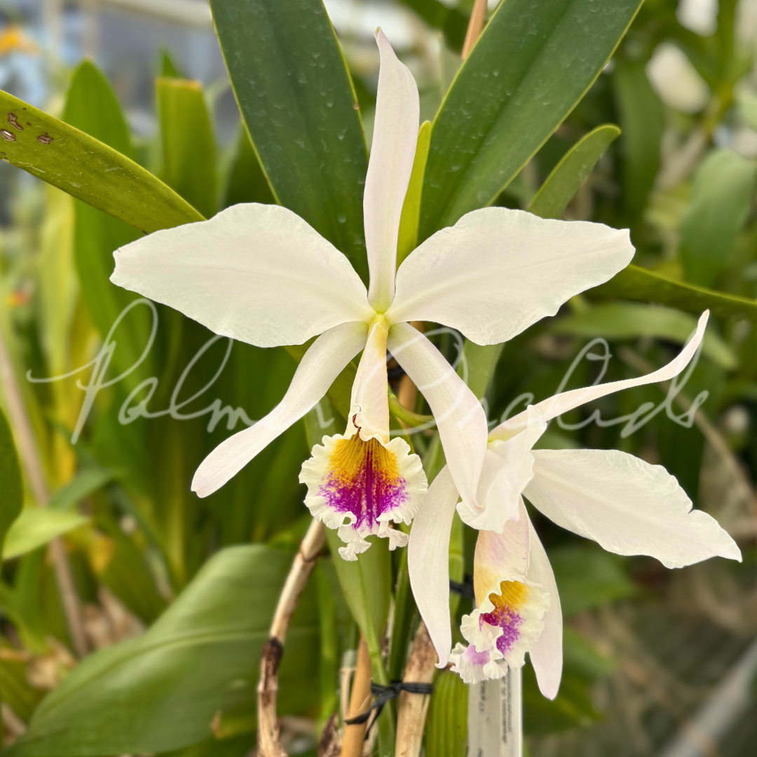 Cattleya jenmanii semi-alba 7.png