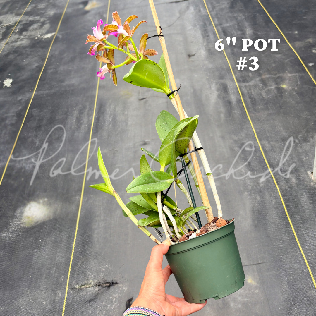 Cattleya tigrina (albina x alba) 10.png