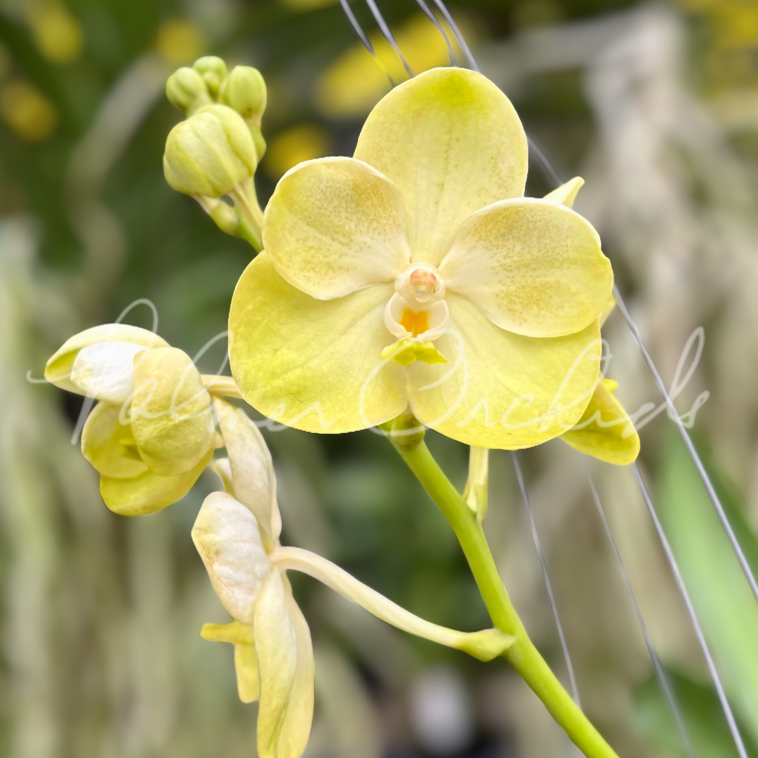 Vanda Jukkich Gold 4.png