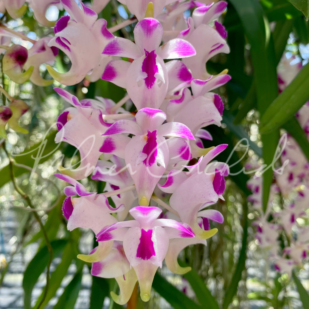 Aerides lawrenceae