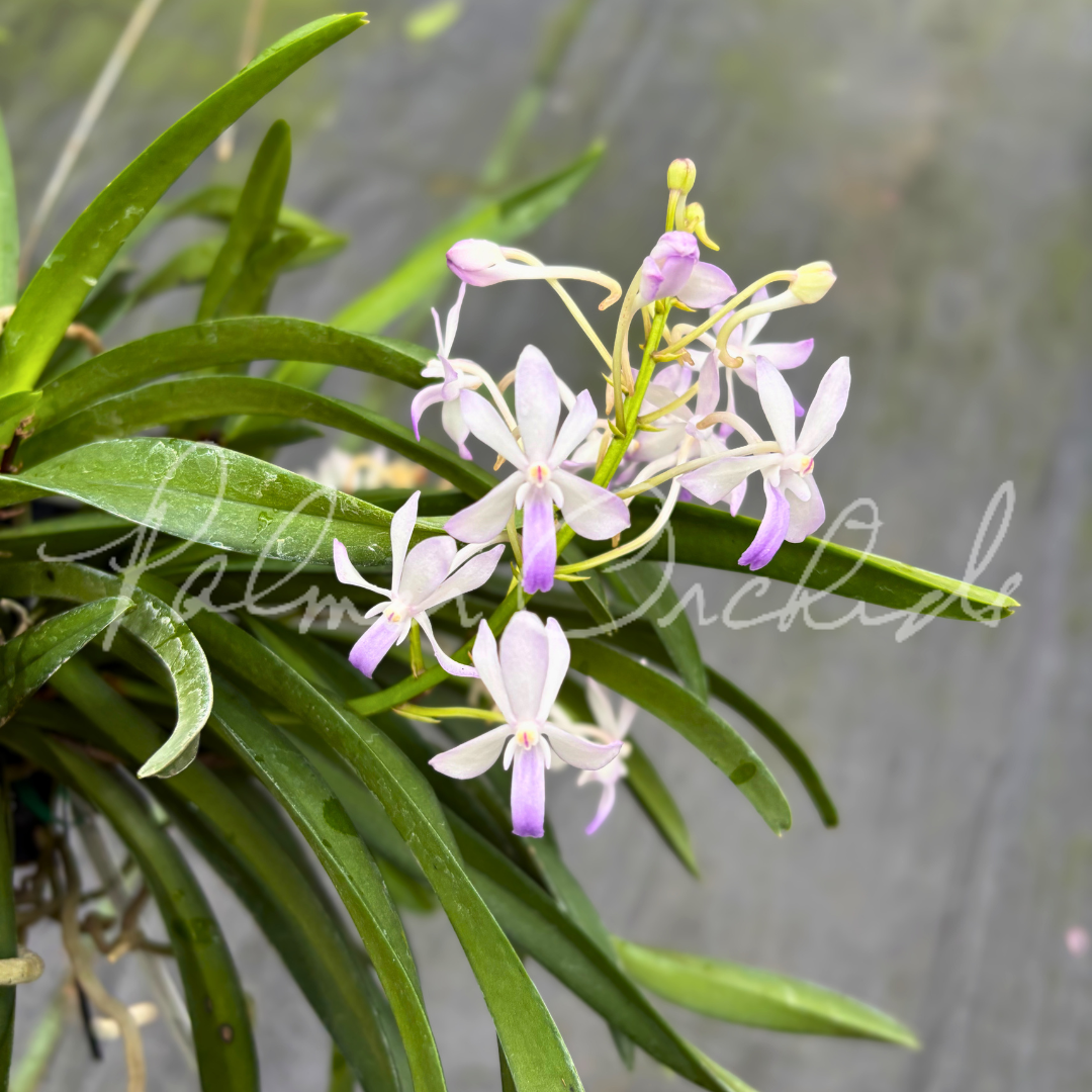 Vanda Fuchs Ocean Spray 3.png