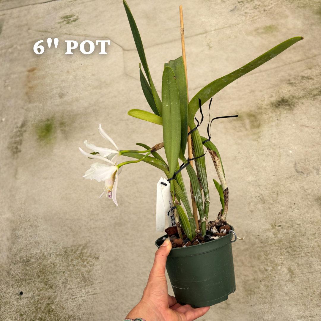 Cattleya jenmanii semi-alba 4.png