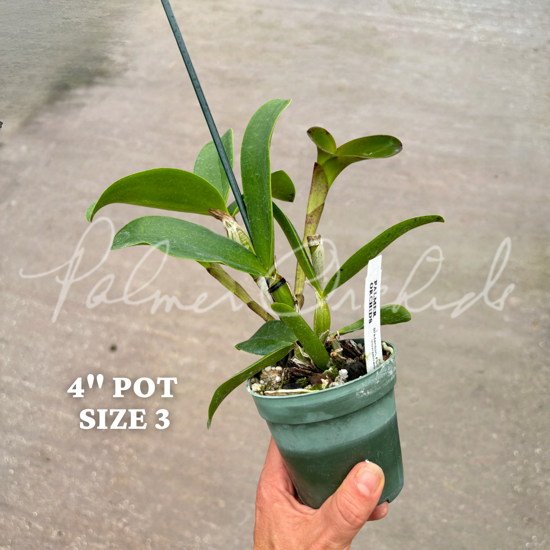 c violacea big jane size 3-1.png