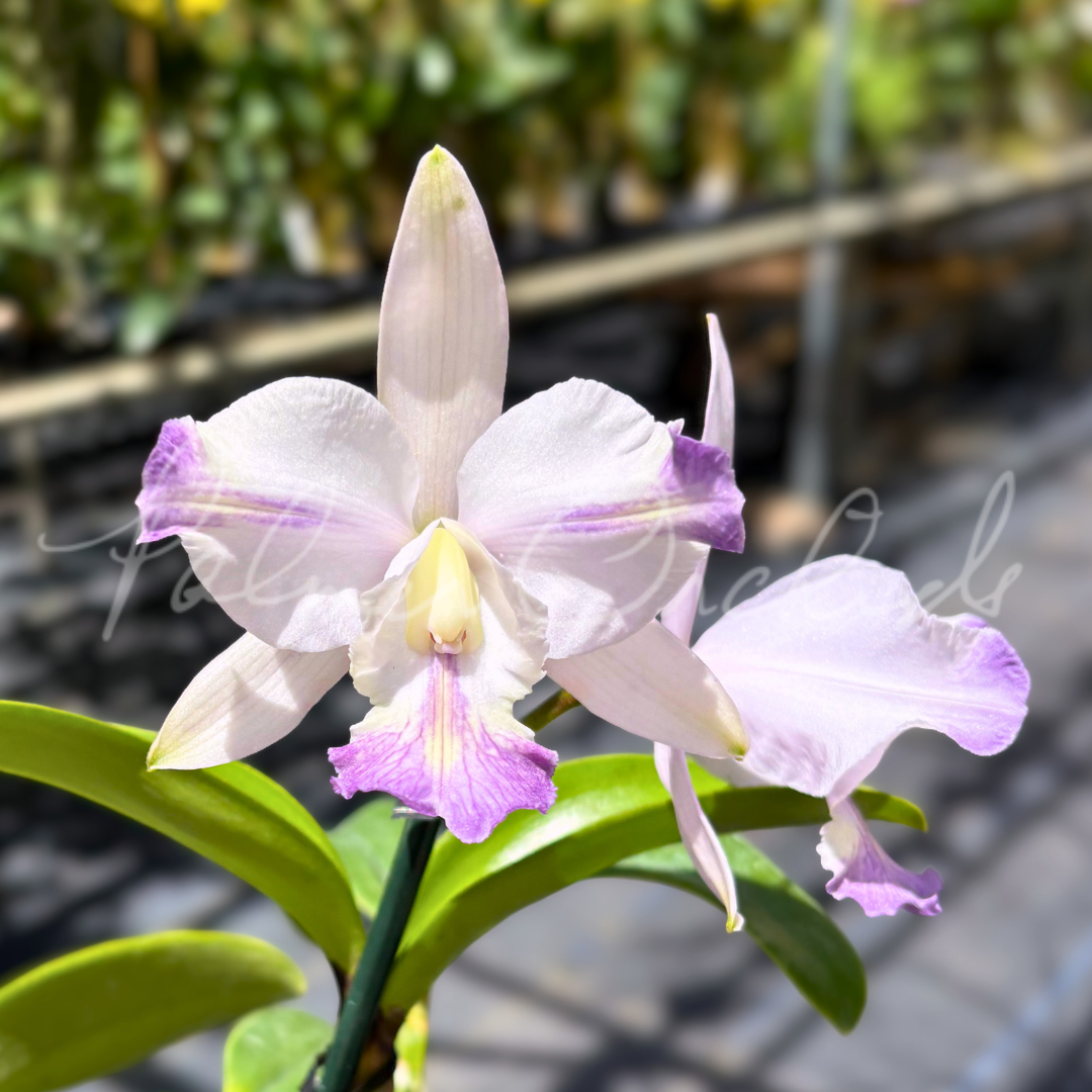 Cattleya Brazilian Star 'Chief' - Palmer Orchids 5.png
