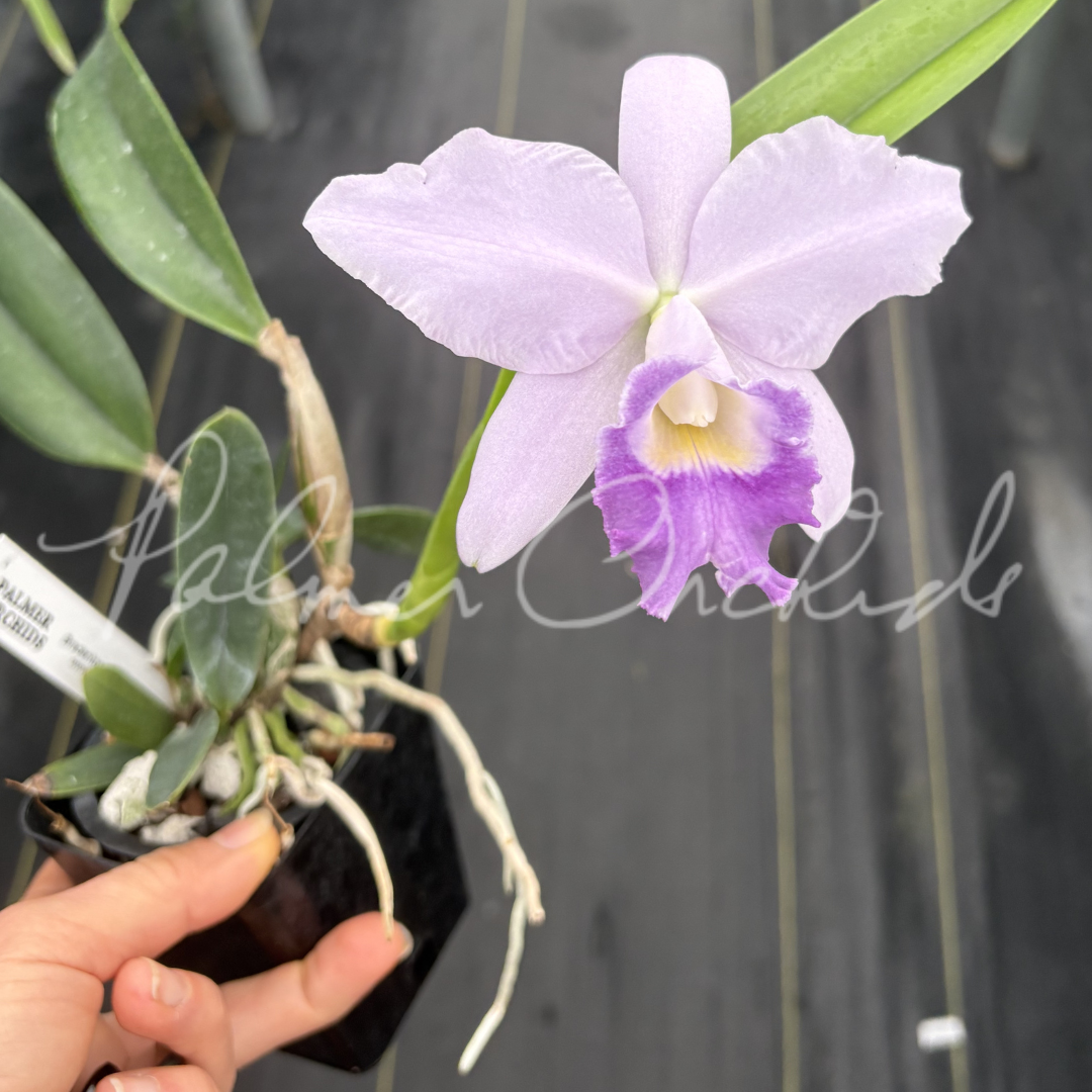 Cattleya Cornelis' Love 4.png