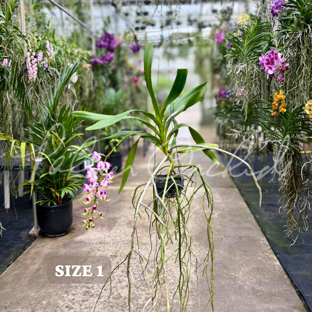 Aerides lawrenceae Palmer Orchids size 1.png