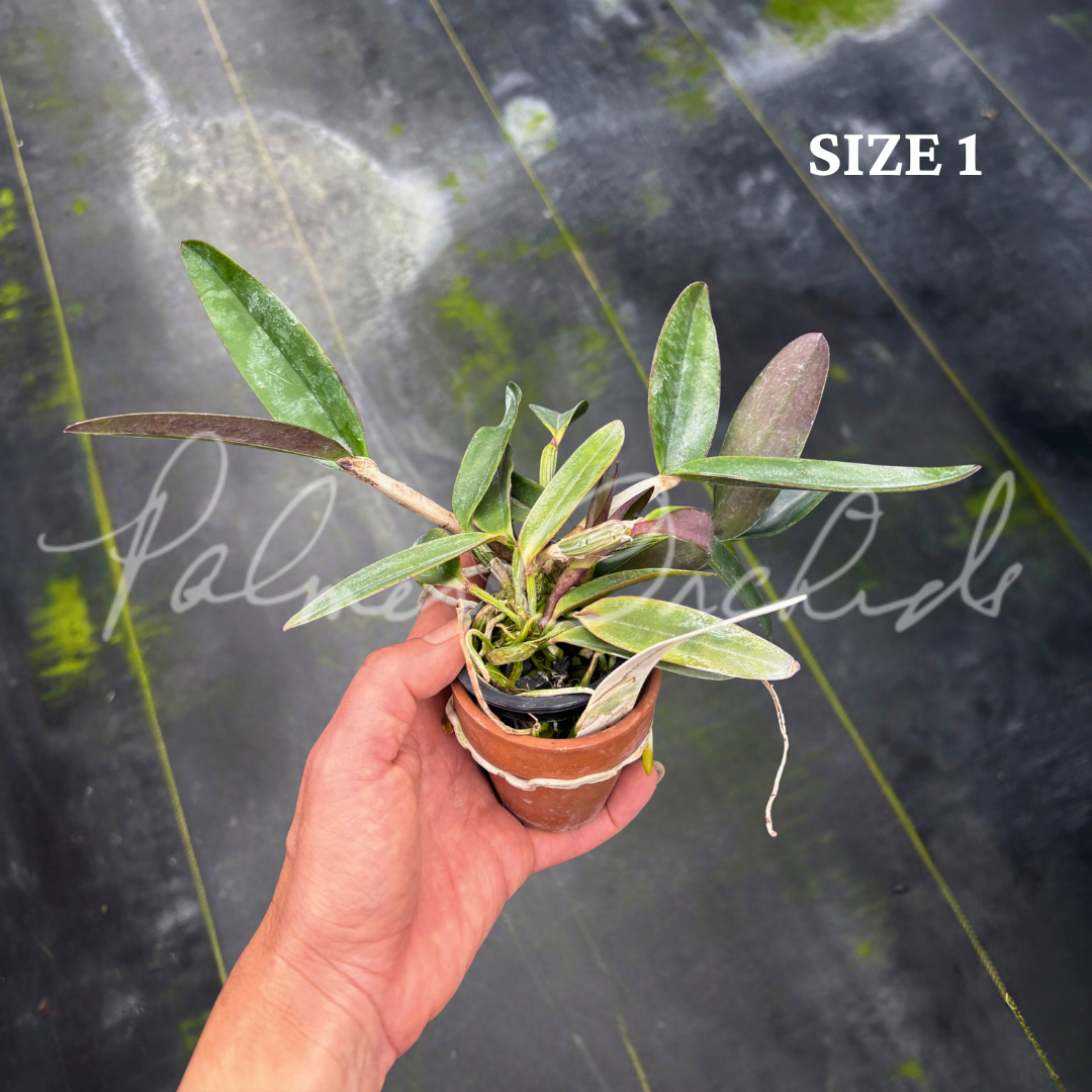 Cattleya schilleriana size 1.png