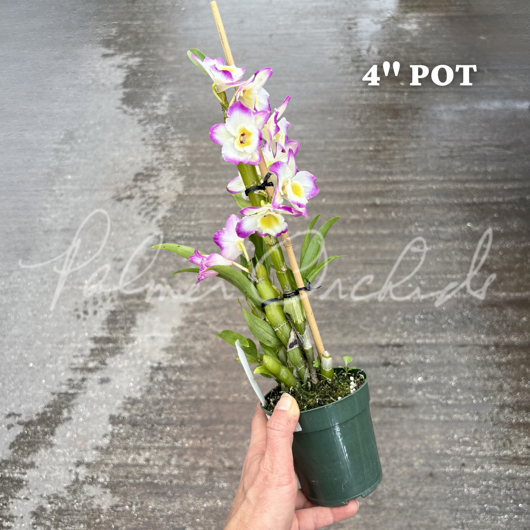 Tianmu Golden Diamond 3.png