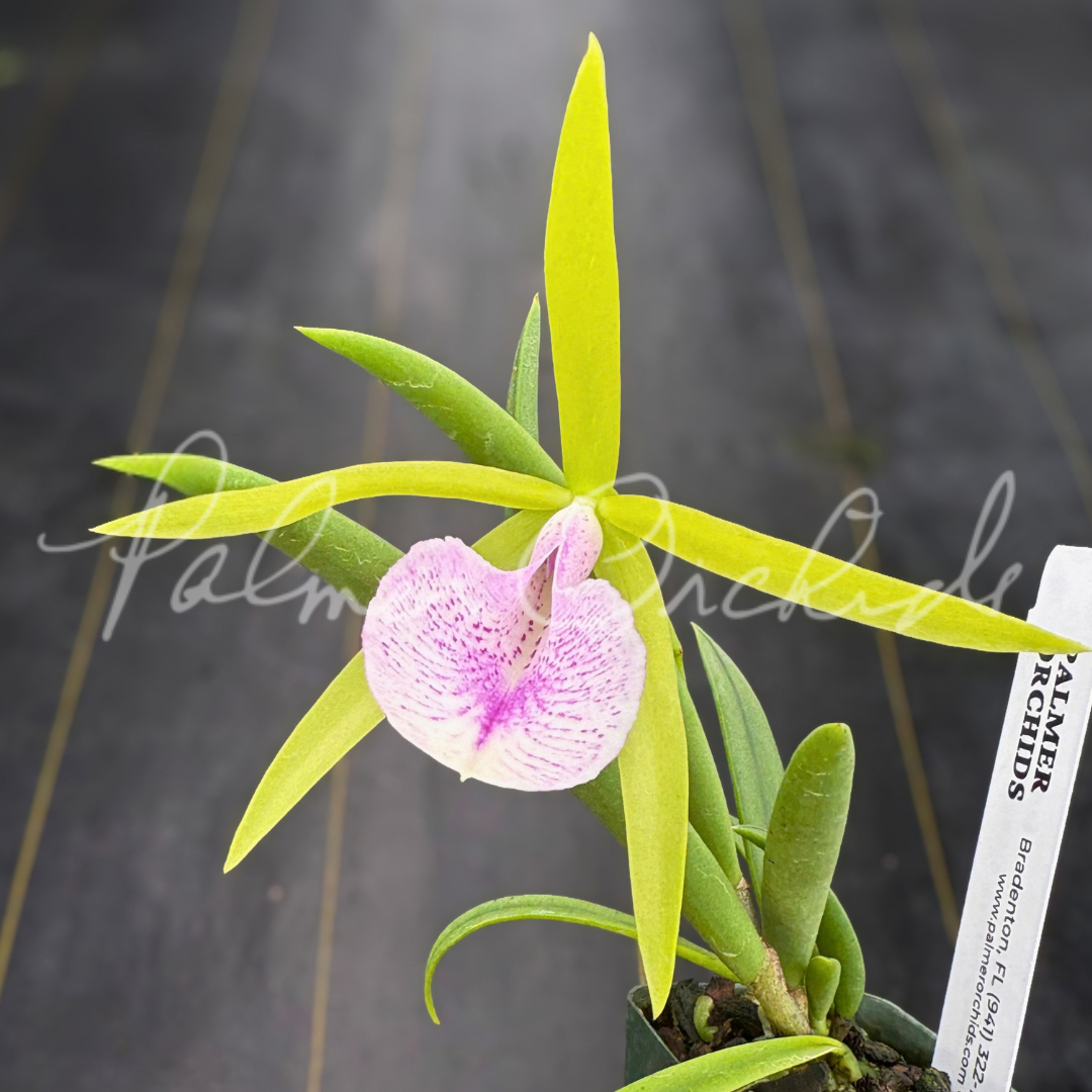 Bc. Gulfshore's Beauty 'Merry Green'