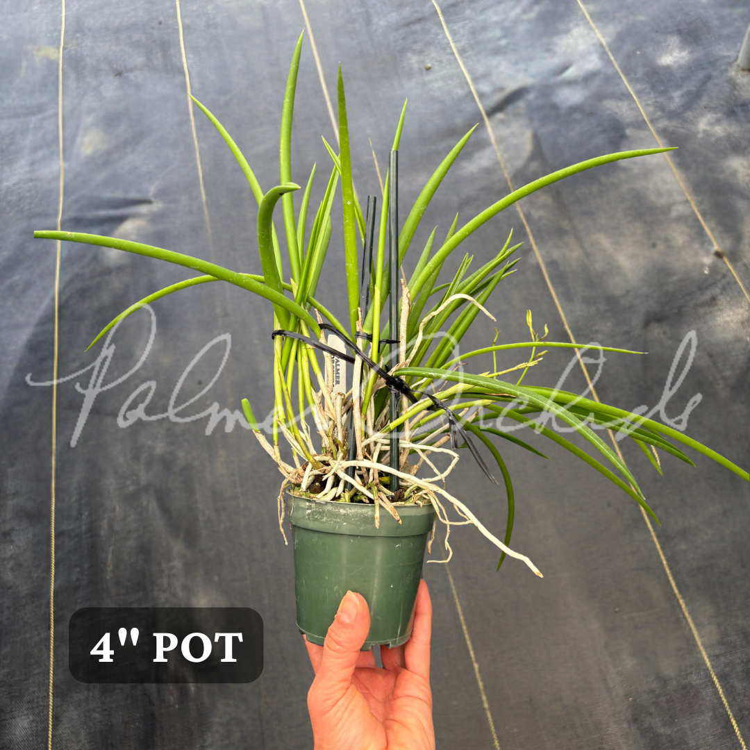 B. Burnett Taurus 5 (Brassavola tuberculata × Brassavola nodosa).png