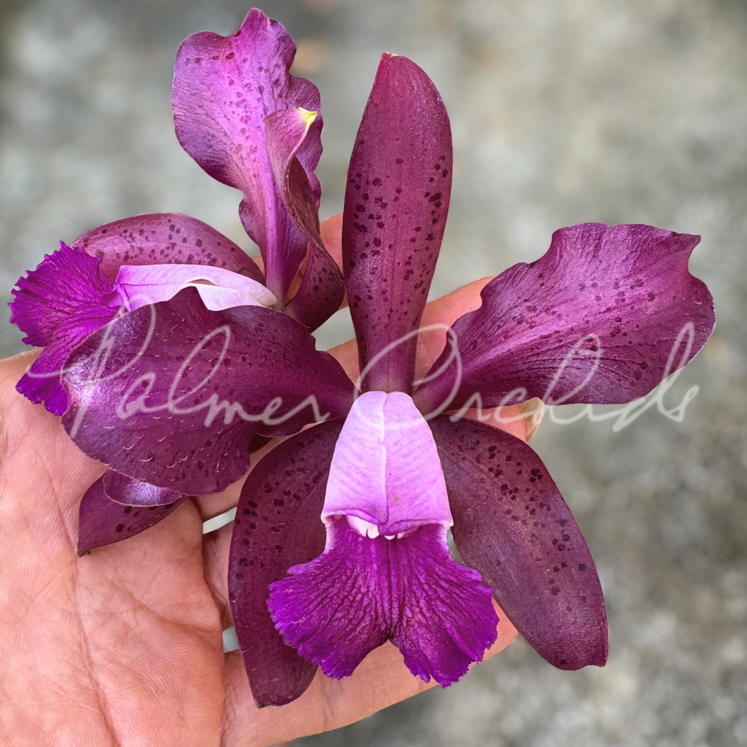 C. Maui Plum 'Volcano Queen' Palmer Orchids - 2.png