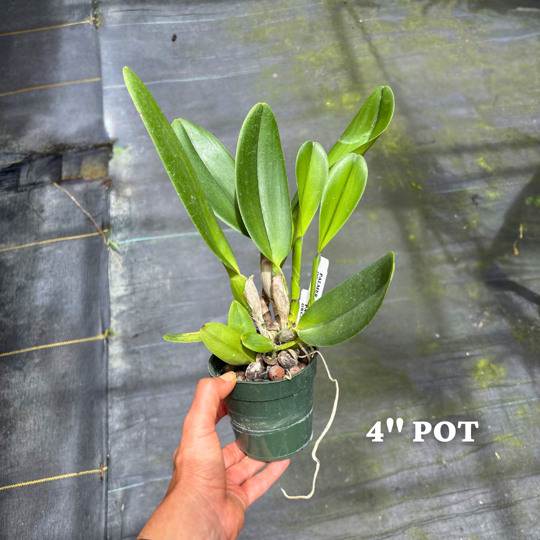 Rlc. Terumi Kaneko Palmer Orchids 3.png