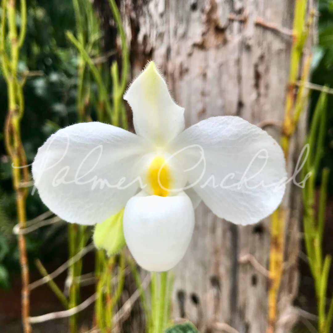 Paph. delenatii alba 1.png
