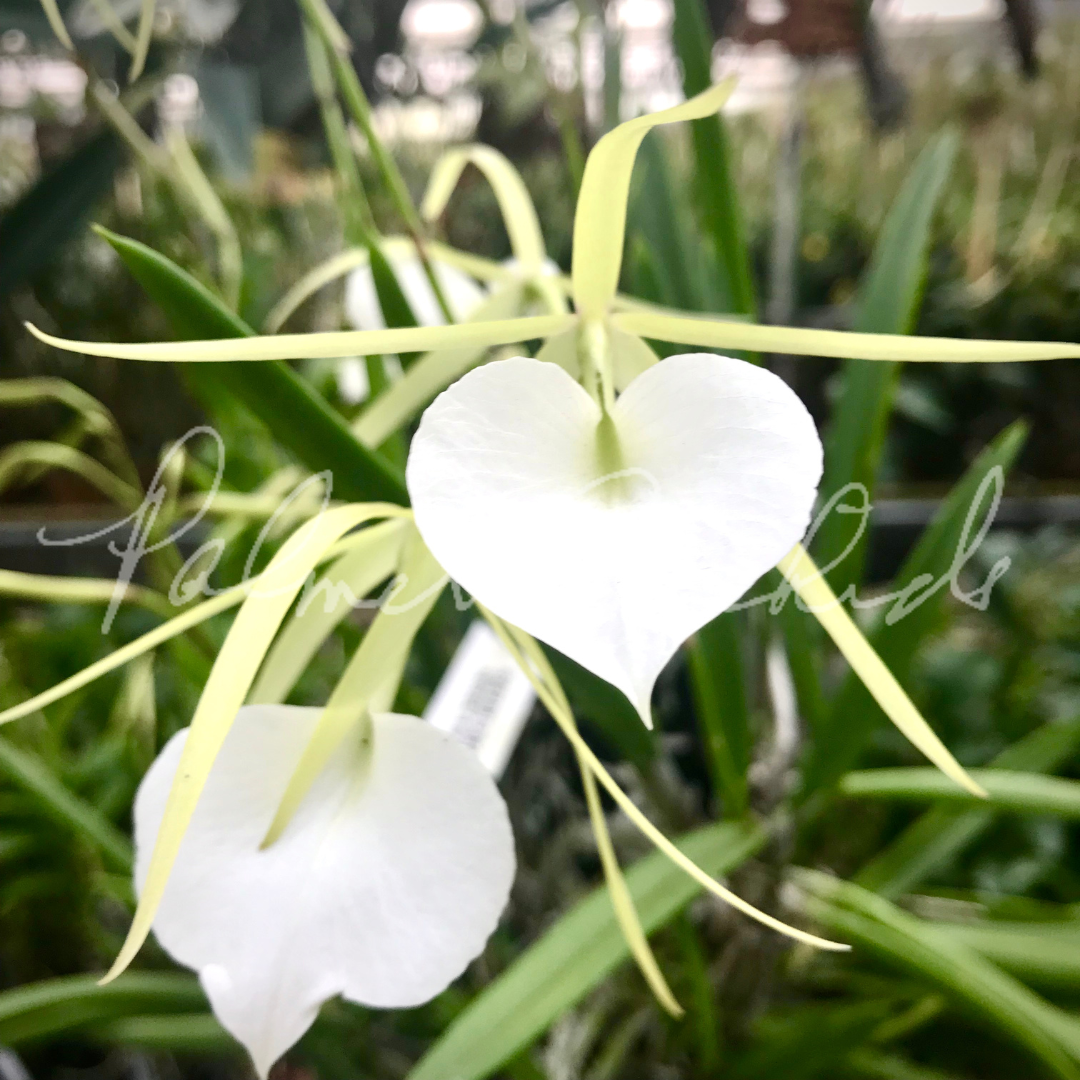 Brassavola nodosa Palmer Orchids 1.png