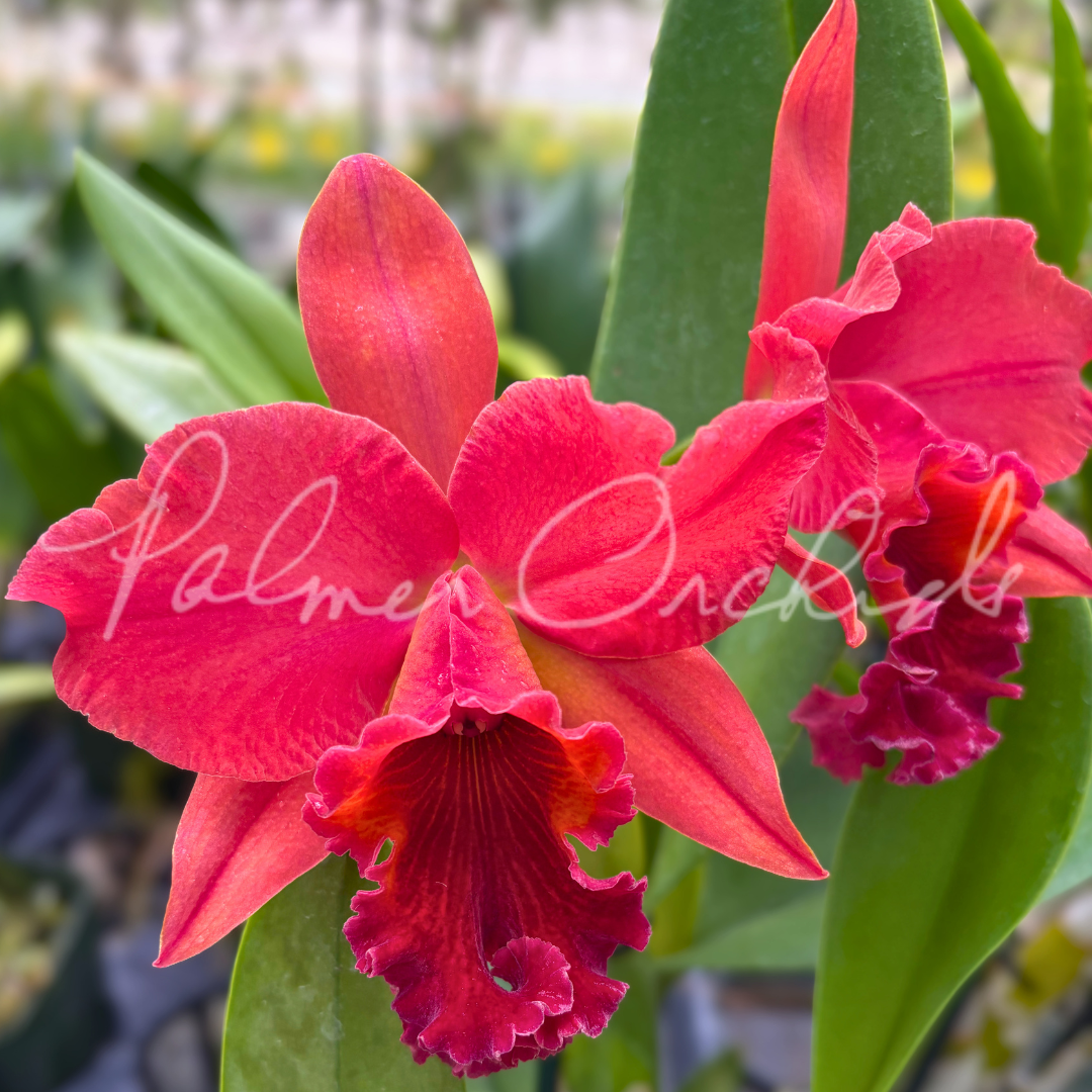Rlc. Terumi Kaneko Palmer Orchids 1.png