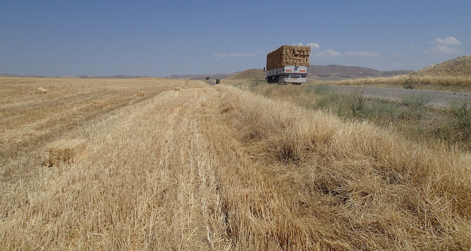 Golden hayfields, central Turkey. View from roadside near Gordion (modern Yassıhüyük), home of the legendary King Midas.
