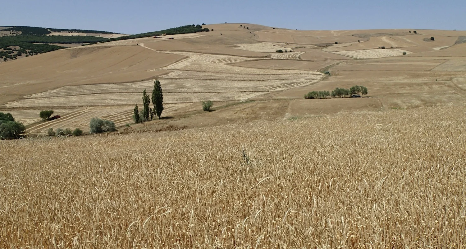 Grainfields below Boğazkale (Ḫattuša), Turkey. This was once the center of the great Hittite Empire. I’m guessing that Muwatalli II ate his Wheaties on the day he stopped the northern march of Ramesses the Great!