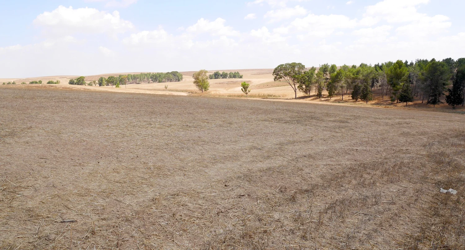 Harvested fields in southern Israel. This area was once known as the "Philistine Plain."