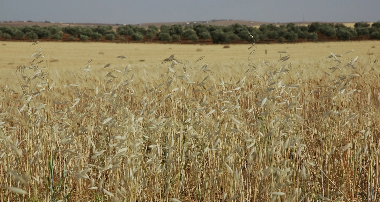 Cereals in central Jordan. This is ancient Moabite territory.