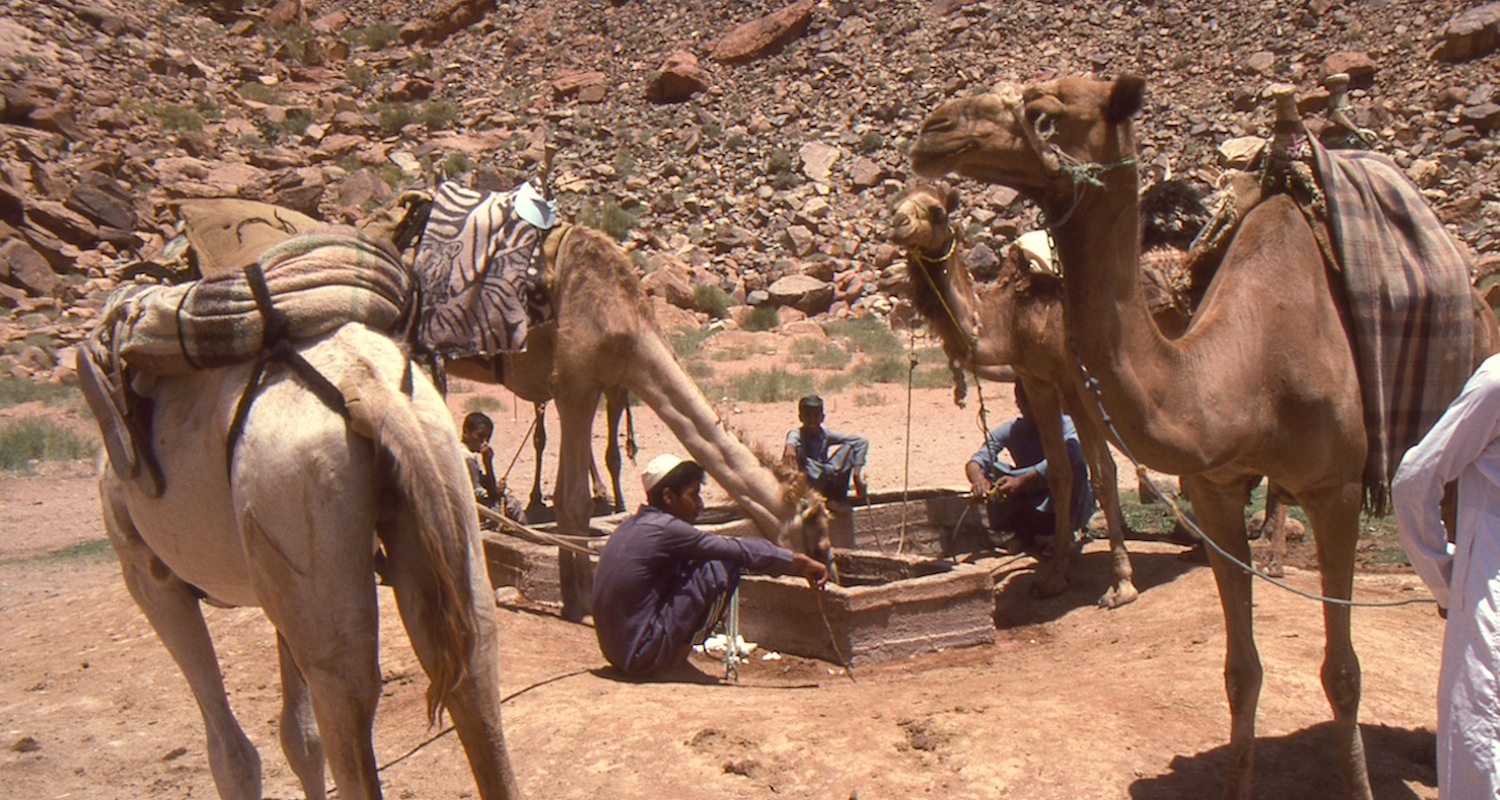 Watering camels at the Spring of Lawrence, Wadi Rum, Jordan.