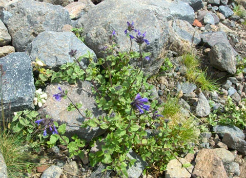 Aquilegia or Columbine?