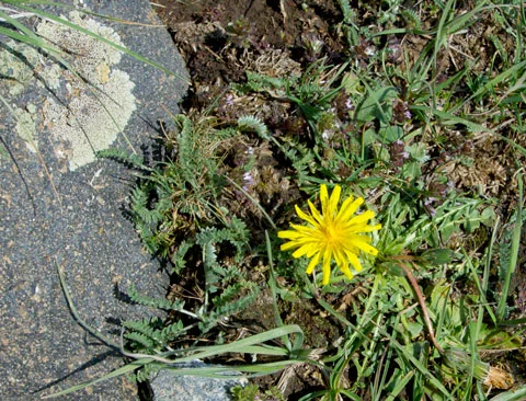 Mountain dandelion with lichen.