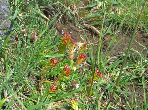 An unknown plant (to me) with flowers emerging.