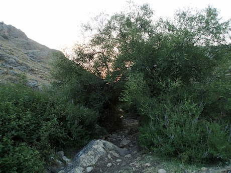The watercourse winds between brush and boulder.