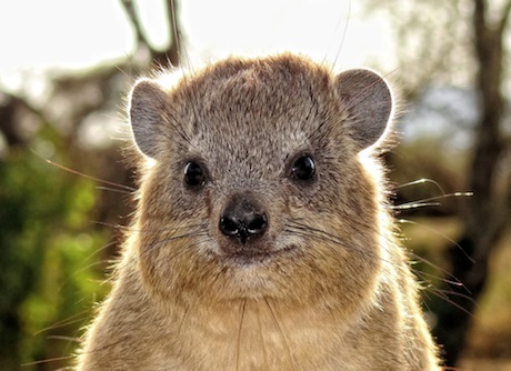 Awwww! For more factoids on the coney, see the excellent article and this image here.