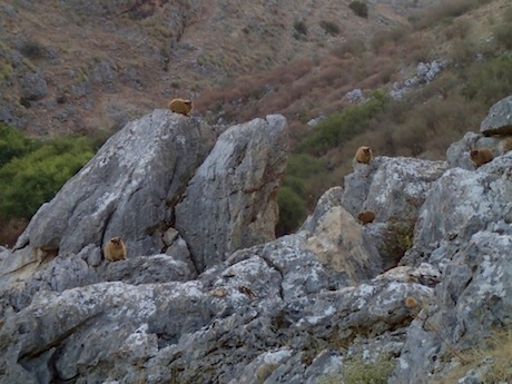 They sun themselves on every rock.