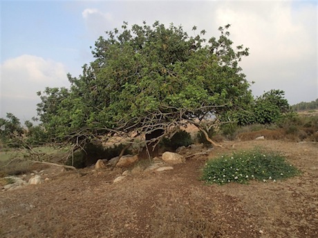 The carob tree is at home in Lower Galilee.