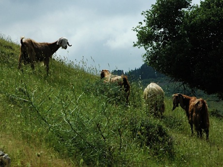 Galilean goats browsing on the site of Yodfat (Jotapata).