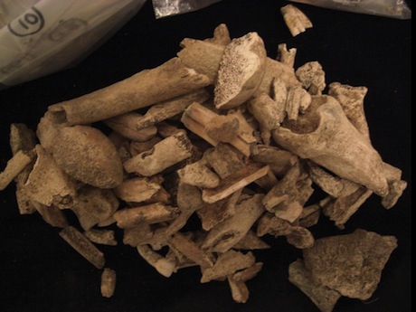 Animal bones from the archaeological site. Image from here .