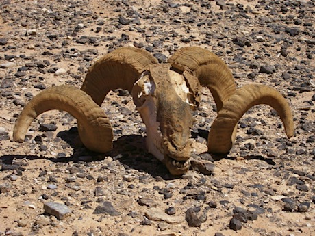 Ok. This one is pretty green (or my readers will be). This poor fellow lost his head (or his body) in Jordan’s great eastern desert. Hey, anybody remember Bill Cosby’s “Chicken heart” routine?