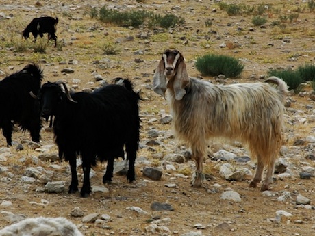 Ammonite goats musing over the site of Tell Jalul, Jordan.